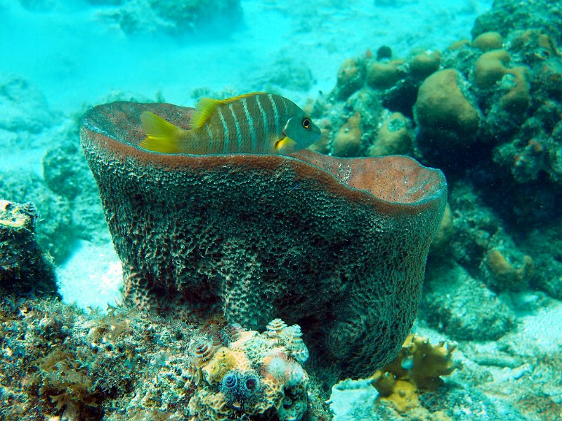 Curacao 04-12 185.JPG